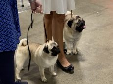 pugs